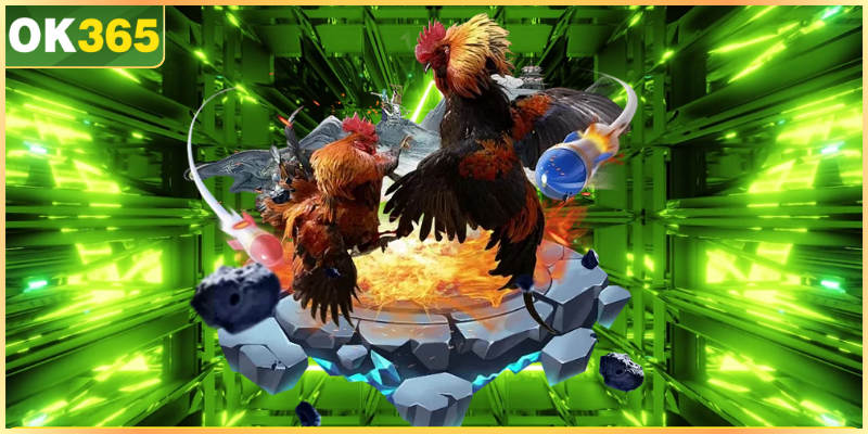 Đá gà cựa sắt kịch tính trong từng lần đá