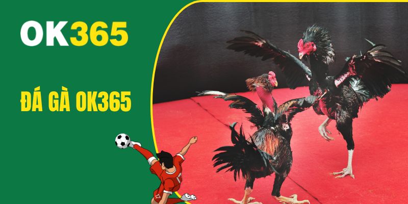 Đá gà OK365 vui nhộn, livestream sắc nét