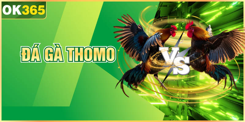 Đá Gà Thomo OK365 - Sân Chơi Hấp Dẫn Hàng Đầu Năm 2026
